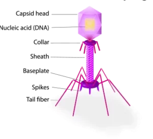 Dessin d'un bactériophage montrant ses différentes parties