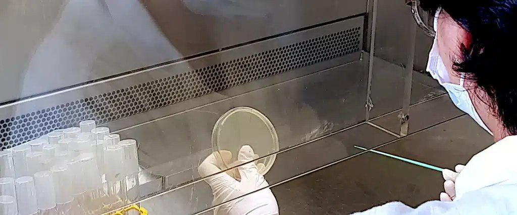 Scientifique manipulant une boîte de Petri sous hotte à flux laminaire dans un laboratoire de phagothérapie en Géorgie